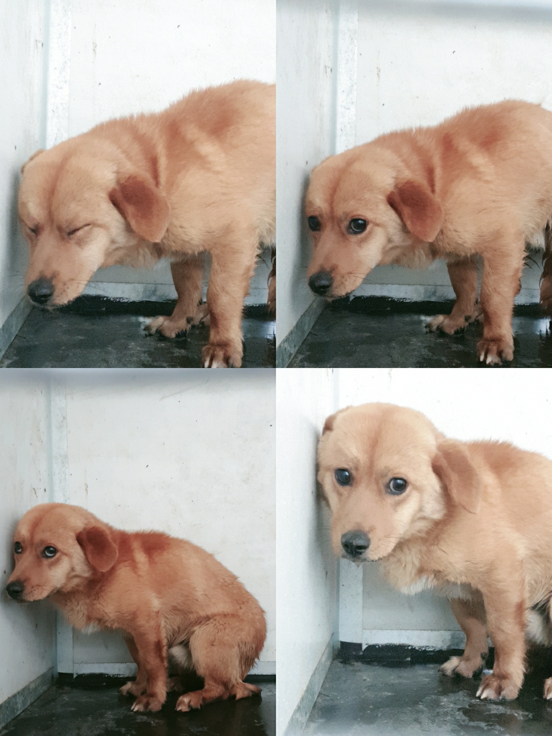 남양동물보호센터_441553202301374